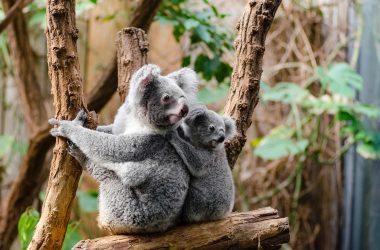 Destination touristique pour les passionnés d’animaux