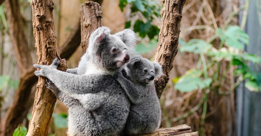 Destination touristique pour les passionnés d’animaux